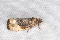 Hedya nubiferana