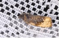 Hedya ochroleucana