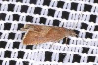 Dichrorampha