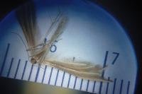 Merrifieldia baliodactyla