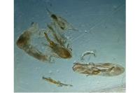 Merrifieldia baliodactyla