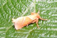 Triodia sylvina