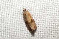 Celypha striana