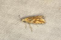 Thiodia citrana