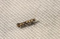 Parectopa ononidis