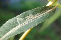 Phyllocnistis saligna