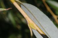 Phyllocnistis saligna
