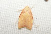 Carcina quercana
