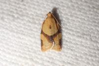 Clepsis consimilana