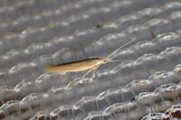 Coleophora