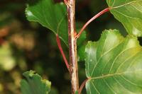 Phyllocnistis extrematrix