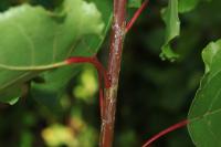 Phyllocnistis extrematrix