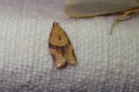 Clepsis consimilana