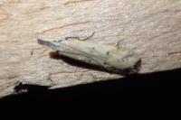Dichomeris acuminata