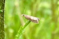 Dichrorampha