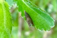 Dichrorampha