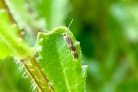 Bucculatrix nigricomella