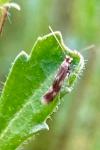 Bucculatrix nigricomella