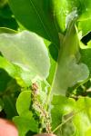 Acrocercops brongniardella