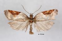 Acleris laterana