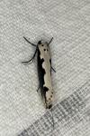 Ethmia bipunctella