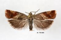Epinotia cruciana