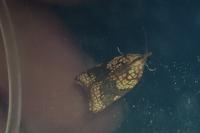 Acleris rhombana