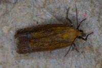 Lathronympha strigana