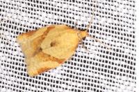 Clepsis consimilana