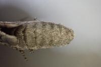 Acossus terebra