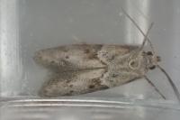 Blastobasis glandulella