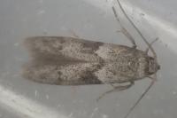 Blastobasis glandulella