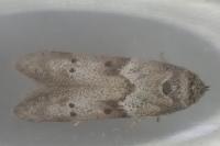 Blastobasis glandulella