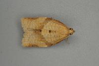 Clepsis consimilana