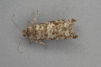 Epinotia tedella