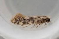 Infurcitinea albicomella