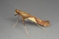 Caloptilia hauderi