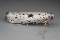 Yponomeuta plumbella