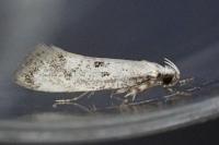 Herrichia excelsella