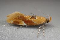 Epicallima formosella