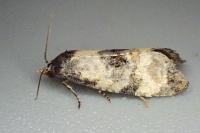 Neocochylis dubitana