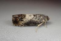 Pammene fasciana