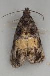 Endothenia nigricostana