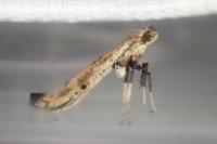Caloptilia populetorum
