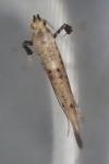 Caloptilia populetorum
