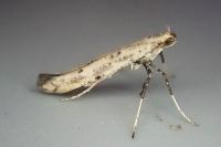 Caloptilia populetorum
