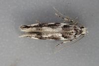 Parachronistis albiceps