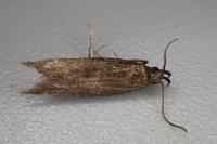 Oxypteryx unicolorella