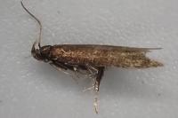Oxypteryx unicolorella