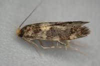 Triaxomasia caprimulgella